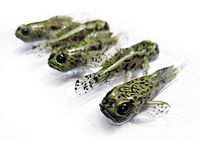 CYCEARTH 5 Pcs 75mm Goby Soft Lure Baits Fishing Lures 3 inch 9.3g Bass Fish Finest Detailed PVC Plastic Swimbaits (Green(5pcs))