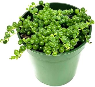 3" String of Pearls Plant Live, Succulent Plants Live in Hanging Basket, Rare Houseplant for Home Office Wedding & Gift Decor