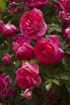 Oakwood Farms® Climbing Rose Flower Seeds All Season | Flowering Plants Seeds for Home and Gardening - Pack of 70-100 seeds (DARK PINK)