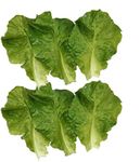 Nice purchase 6pcs Simulation Green Lettuce Leaves PVC Material Fake Vegetable Model Kitchen Artificial Foods