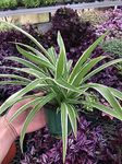 Variegated Spider Plant - Extra-Large - Air-Purifying, Low Maintenance, Thrives in Home & Office - Perfect for Plant Enthusiasts - Live houseplant in Potting Soil - Chlorophytum comosum