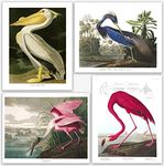 Birds Vintage Posters - Set of Wall Art Audubon Bird Poster Nature Posters for Tropical Decor | Great Gift Idea for Home Office Decor | Birds of America Perfect Wall Decor for Nature Lovers (8x10)