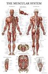 Palace Learning Muscular System Anatomical Poster - LAMINATED - Muscle Anatomy Chart - Double Sided (18 x 27)