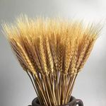 EKAM Decor Natural Dried Ear of Wheat Grain Flowers for Decoration - 200 Stems