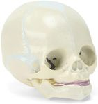 MIIRR Human Infant Skull Model, Life Size Fetal Skull Model, Medical Anatomy Skull Model for Medical Education and Learning