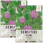 Seed Needs Sensitive Plant Seeds for Planting Mimosa pudica - Heirloom & Open Pollinated Annual Flowers - Pink Blooms with Leaves That React to Touch (2 Packs)