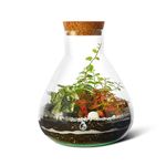 Complete Terrarium Kit with Real Plants, Glass Container H: 24 cm