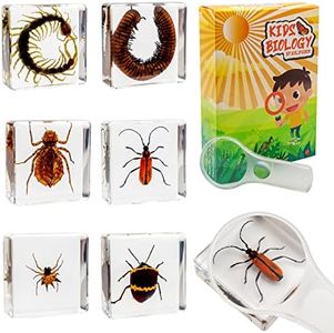 6 PCS Resin Insect Specimen Set, Millepede, Centipede, Dragonfly Larvae, Tea Seed Bug, Red Longhorn Beetle, Spiny Spider, Science Education Toy for Kids