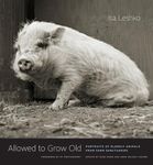 Allowed to Grow Old – Portraits of Elderly Animals from Farm Sanctuaries