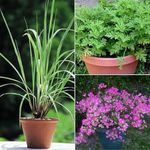 Mosquito Repellent Plants