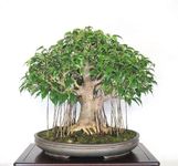 Beautiful Banyan Bonsai Tree live plant tiny