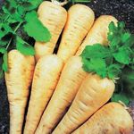 Hollow Crown Improved Parsnip 250 Vegetable Seeds