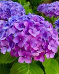 Radha Krishna Agriculture® Imported Hydrangea Flower Seeds For Gardening (80-100 Seeds)