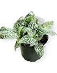 4in Green Nerve Plant - Fittonia albivenis, Fittonia, Tropical Plant, Clean air Plants, Office Plants, idea Gift for All Occasion,Indoor Plant