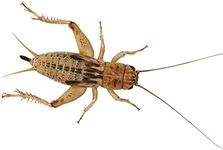 Livefoods4u Live Brown Silent Crick