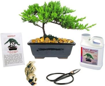 Eve's Japanese Juniper Bonsai Tree Gift Kit Outdoor Japanese Juniper 6 Years Old Complete Bonsai Gift Kit Includes Fertilizer, Figurine, and Clippers Beautifully Gift Wrapped !Cannot Ship to CA & HI!