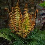 Alpine Wood Fern Dryopteris wallich