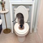 ​​​​The Cat Throne—First Humane Toi