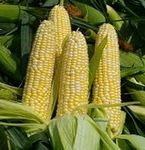 Fresh Seeds - Funks G-90 Sweet Corn