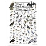 Birds of The Mid-Atlantic Coast Poster