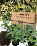 Large Evergreen English Ivy Plants – 6 Mixed Colours. Indoor & Outdoor, Climbing, Trailing & Fast Growing Perennial Creeper in Full Sun or Shade. 10.5cm Potted Size, Well Rooted & Established.