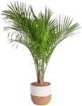 Costa Farms Majesty Palm Live Plant