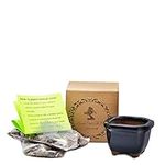 9GreenBox: Bonsai Seed Kit - Japane