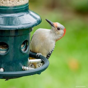 Jacobi Jayne Buster Plus Squirrel-Proof Bird Feeder, Metal, Green