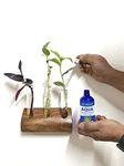 Lazy Gardener Wall Mount Test Tube Planter with Wooden Stand for Living Room, Bedroom, Home, Office | Aqua Plant Food Liquid Fertilizer for Lucky Bamboo & Liquid Fertilizer for Money Plants