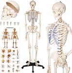 tectake® Life-Size Anatomical Skele