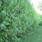 50 Hybrid Willow Tree Cuttings to G