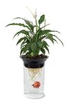 Penn Plax Aquaponic Betta Fish Tank and Planter - Promotes a Healthy Environment for Plants and Fish, Replicates Nature’s Metabolic Cycle - 0.5 Gallon