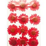 Tamilnadushopping 12Pcs Pressed Dried Natural Flower Epoxy Resin Nail Craft DIY (Single Colour) (RED)