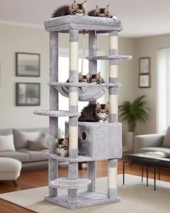 Heybly Cat