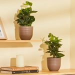 amazon basics Artificial Plants with Pot|Drooping Leaves| Realistic Appearance | Durable Plastic | Suitable for Various Spaces | Home Decor | Dimensions: 13 cm X35 cm (Pack of 2)