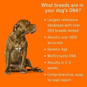 DNA My Dog Breed Identification Test – At-Home Canine DNA Kit