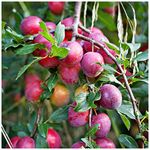 Big Juicy Victoria Plum Tree 4-5ft Tall, Ready to Fruit, Self Fertile & Juicy 3fatpigs®