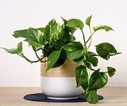 GENERIC Indoor Plants