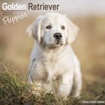 Golden Retriever Puppies Calendar 2025 Square Dog Puppy Breed Wall Calendar - 16 Month