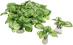 Smoothedo-Pets Aquarium Plants Fish