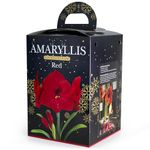 Amaryllis Red (1 Bulb) - Houseplant for Easy Indoor Growing - in a Gift Box with Pot & Compost by Jamieson Brothers