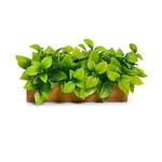 DecoreBugs Artificial Plant Leaves in Wooden Rectangular Tray, Home décor Items for Decoration Height 11cm x Width 20 cm DB-8156