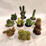 CAPPL Low Maintenance Live Non-Grafted Cactus Indoor Plant (Any 8 Real Cactus Plants)