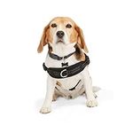 Petco Brand - EveryYay Black Easy On Training Dog Harness, X-Small