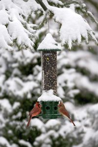 Jacobi Jayne Buster Plus Squirrel-Proof Bird Feeder, Metal, Green