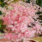 Acer palmatum Taylor - Japanese Maple Tree | Large Outdoor Garden Ready Plant in Pot (20-30cm Incl. Pot)