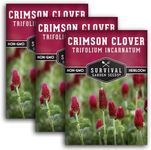 Crimson Clover Seed for Planting - 3 Packets with Instructions to Plant & Grow Flowers or Cover Crop in Your Home Vegetable Garden - Non-GMO Heirloom Variety - Survival Garden Seeds