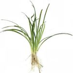 CANTON AQUATICS Dwarf Sagittaria (Subulata) Bundle - Easy Grow - Rooted Carpet Plants - Foreground Positioning - All Natural & Organic Aquatic Plant - Long Lasting & Easy to Care