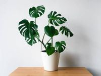 S. D ENTERPRISE Organic Swiss Cheese/Monstera deliciosa Live Plant