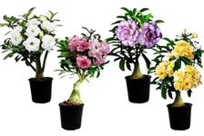 Adenium plant grafted different colour - Beutiful Flower For Your Garden (PACK OF 4-WHITE & YELLOW & WHITE PURPEL & WHITE RED)